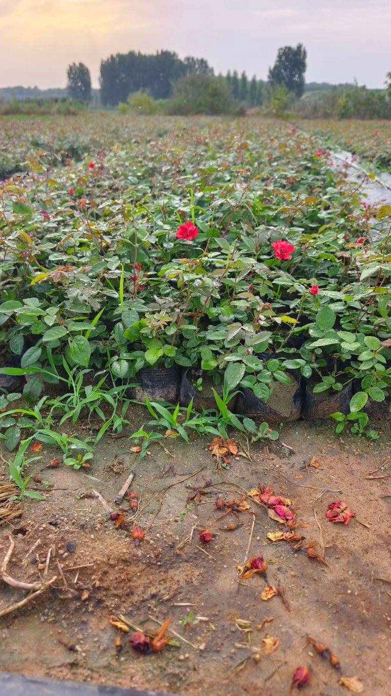 16杯月季，基地直发！全国发货，诚信经营合作共赢量大从优