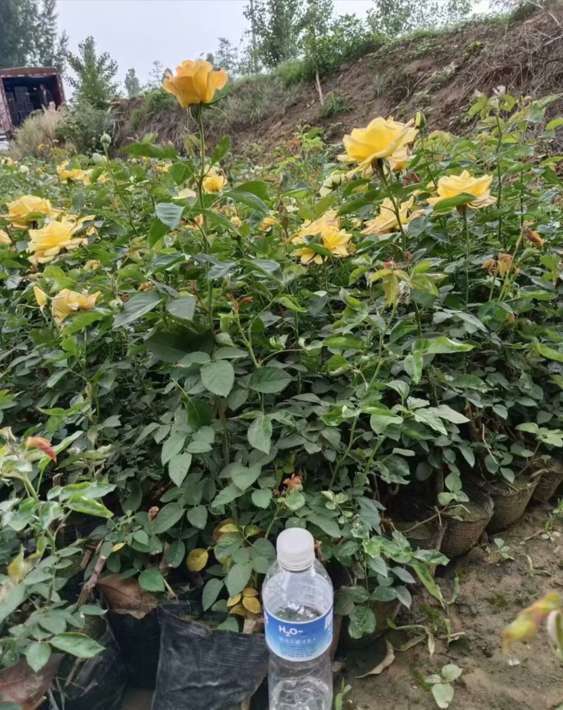 16杯月季，基地直发！全国发货，诚信经营合作共赢量大从优