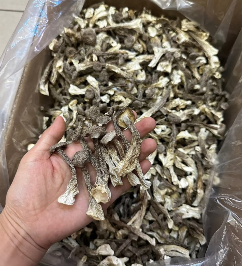 源头工厂鹿茸菇干货批发散装整箱供货滋补菌菇礼品货源稳