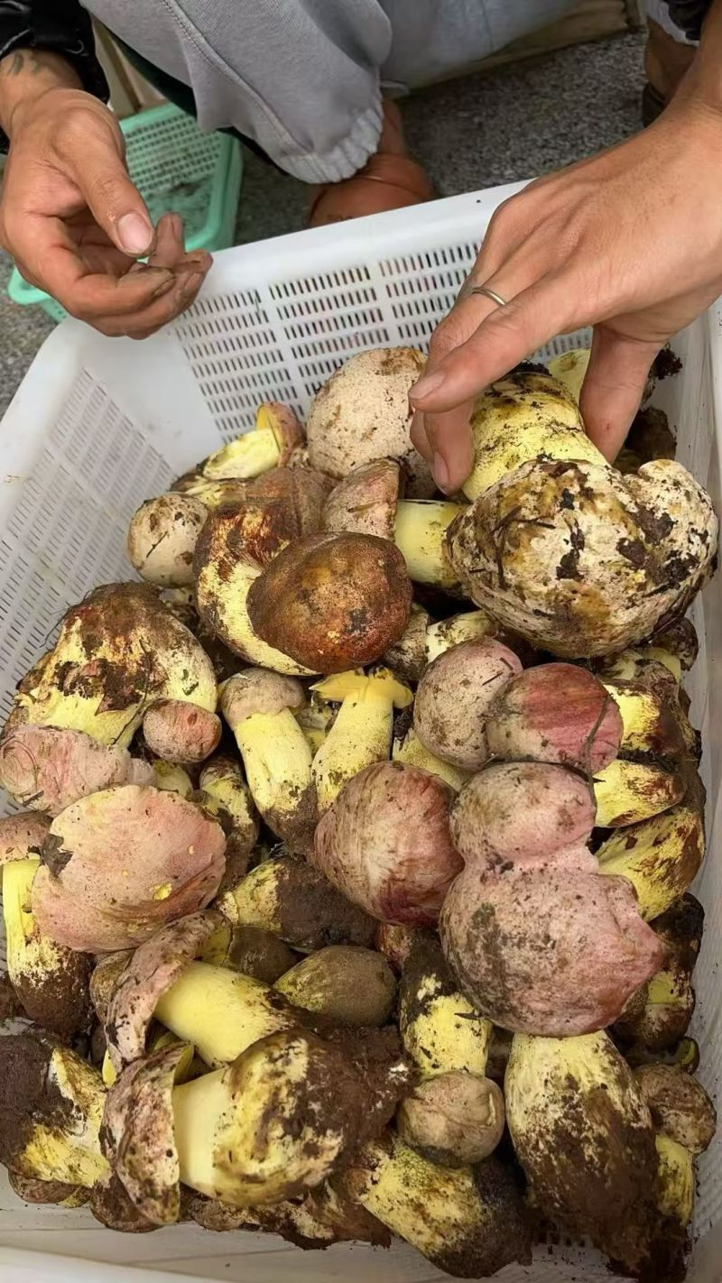 云南楚雄州禄丰市五台山白葱菌