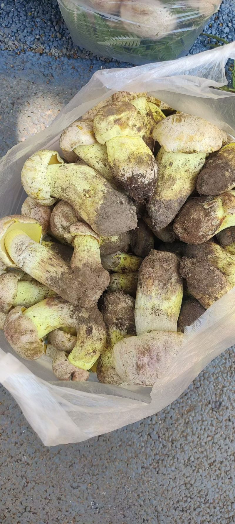 云南楚雄州禄丰市五台山白葱菌