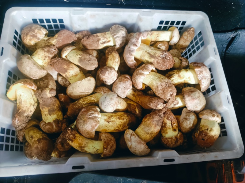云南楚雄州禄丰市五台山白葱菌