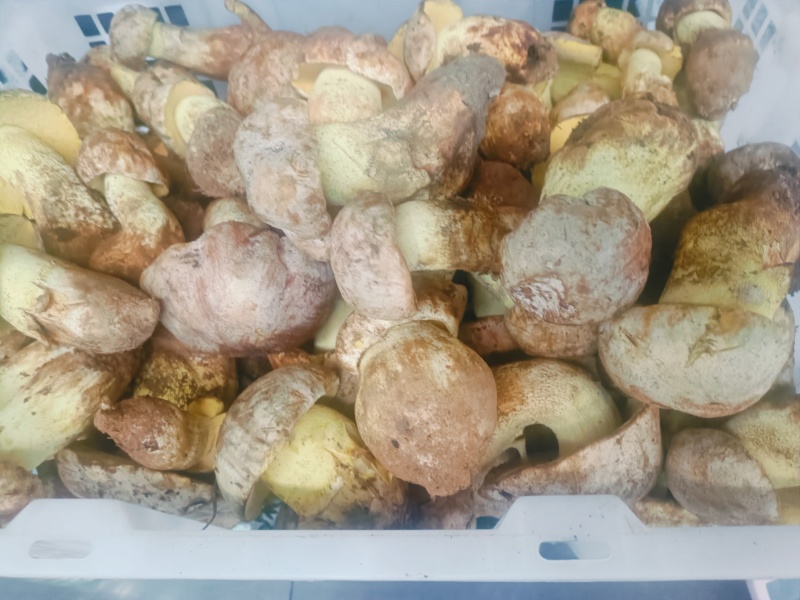 云南楚雄州禄丰市五台山白葱菌