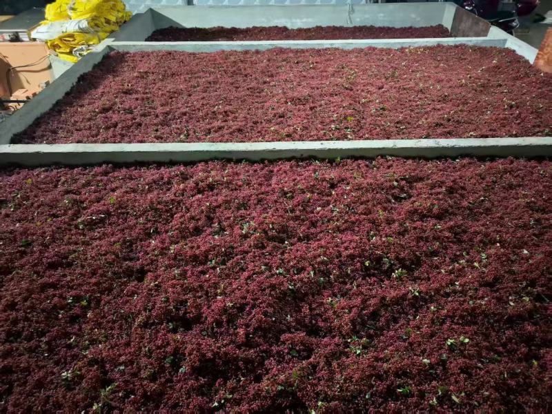 汉源红花椒（贡椒）汉源精品花椒红花椒原产地直发零售批