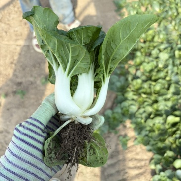 奶白菜