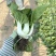 奶白菜