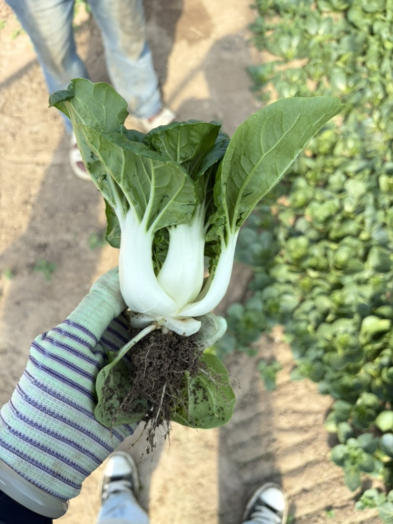 奶白菜