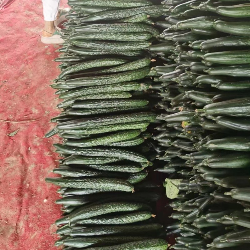 精品刺黄瓜