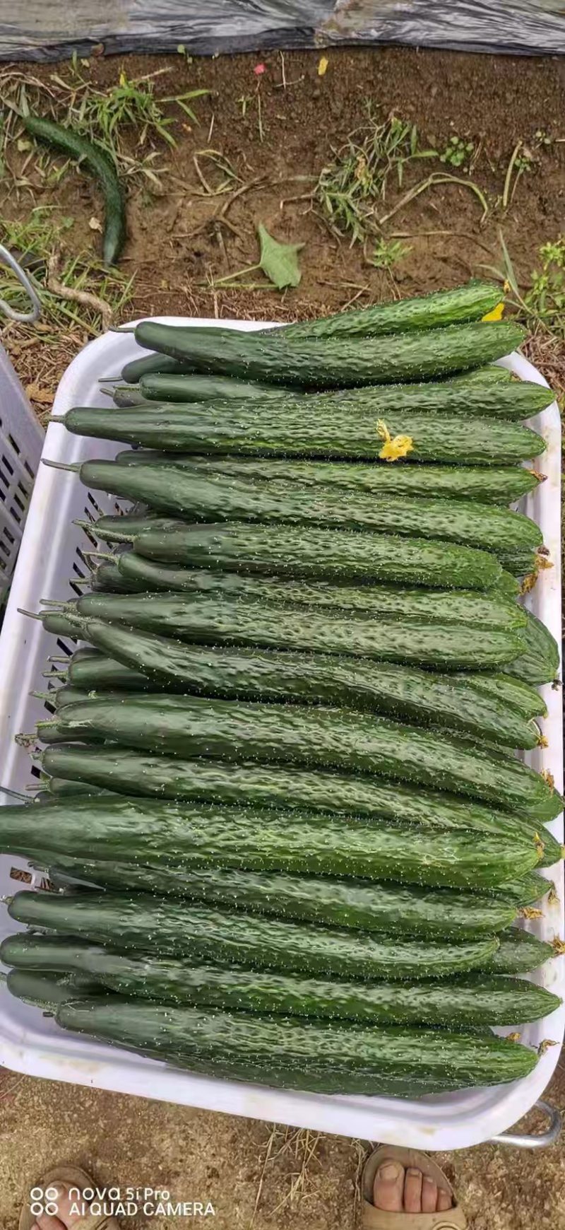 精品刺黄瓜