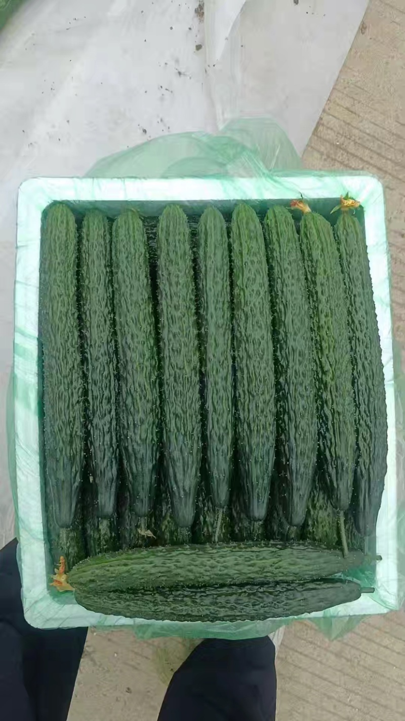 精品刺黄瓜