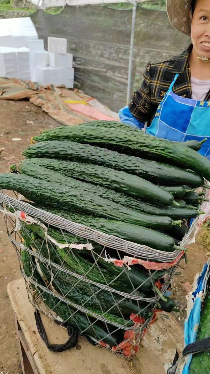 精品刺黄瓜