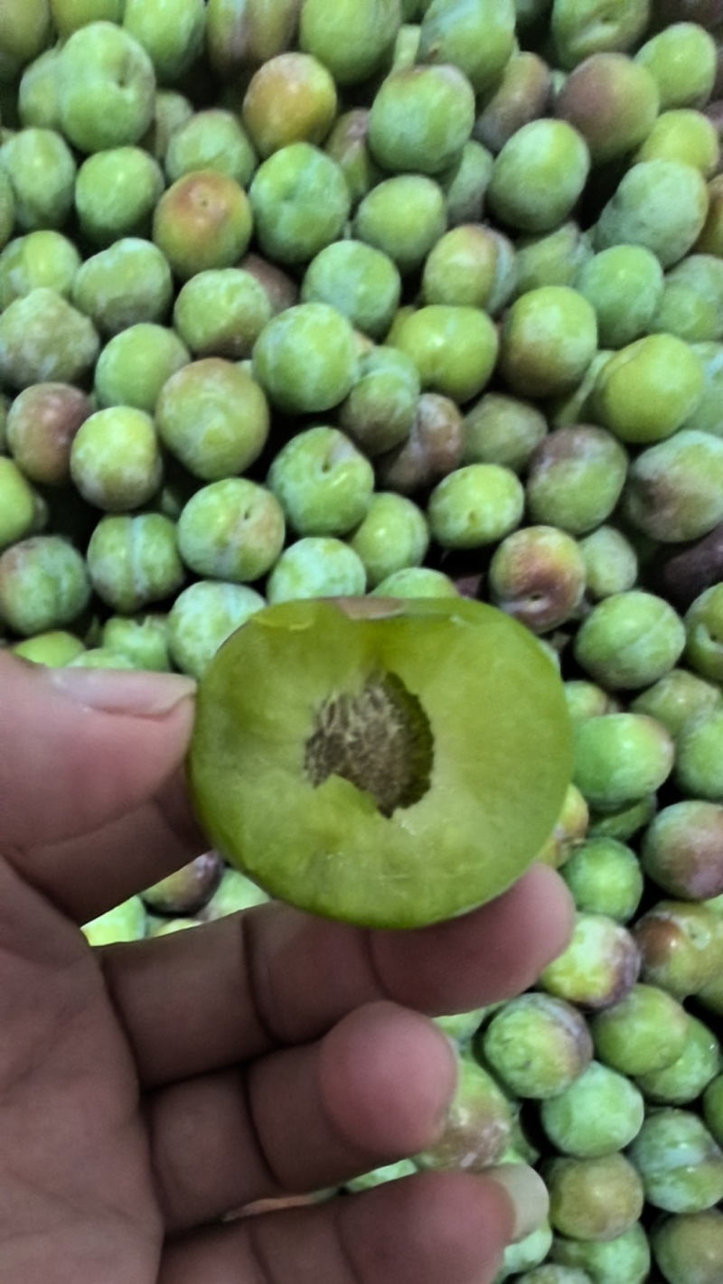 半边红李子！青红脆李！！茵红李