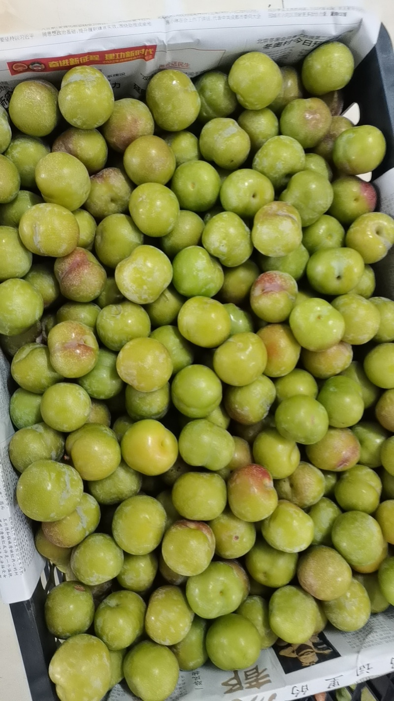 半边红李子！青红脆李！！茵红李