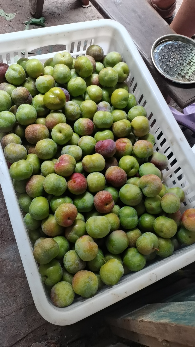 半边红李子！青红脆李！！茵红李