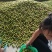 半边红李子！青红脆李！！茵红李