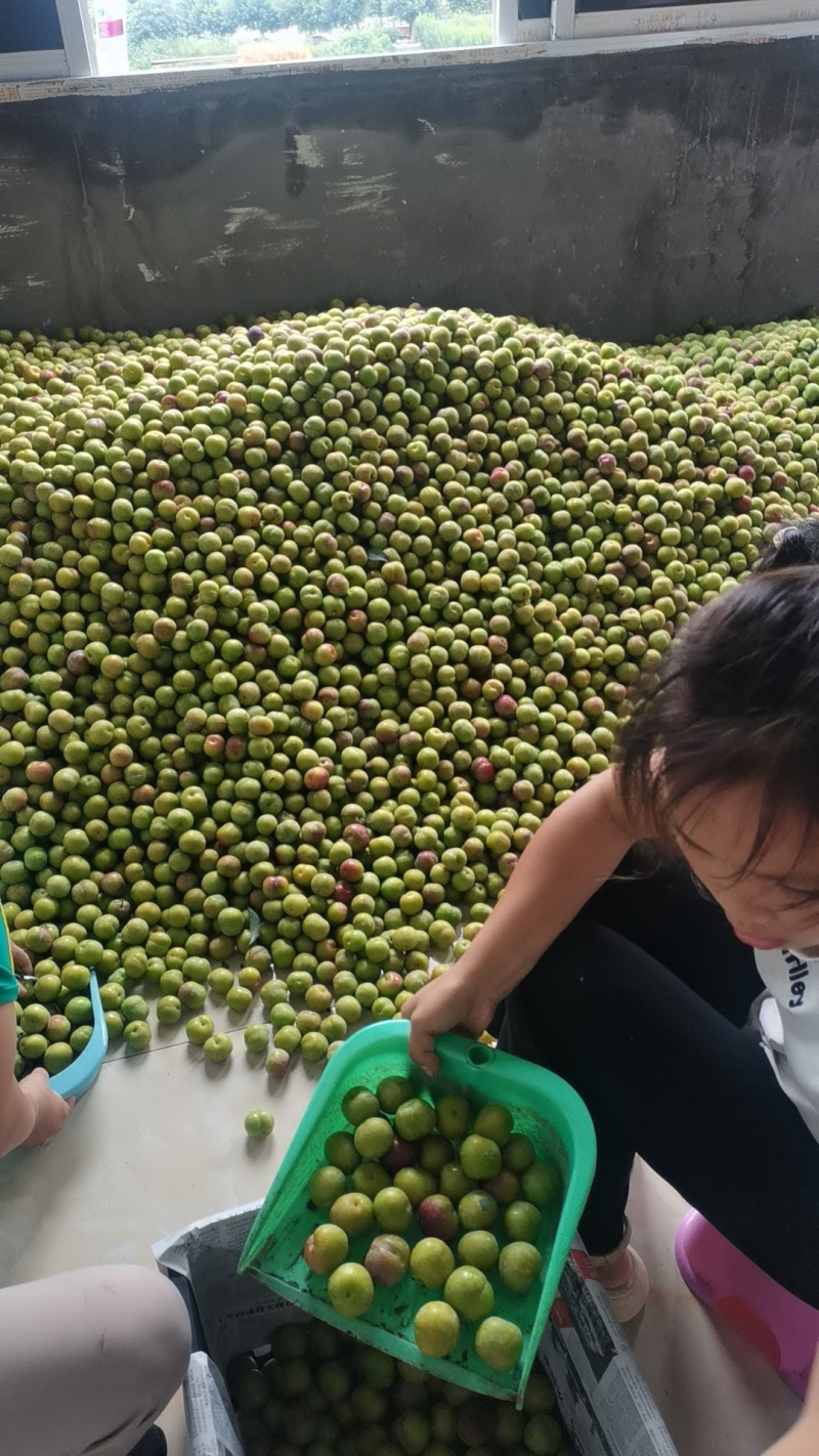半边红李子！青红脆李！！茵红李