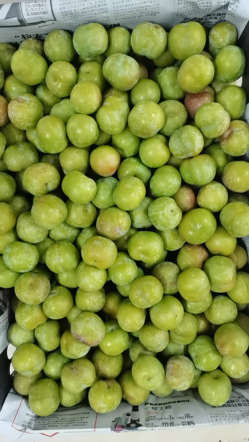 半边红李子！青红脆李！！茵红李