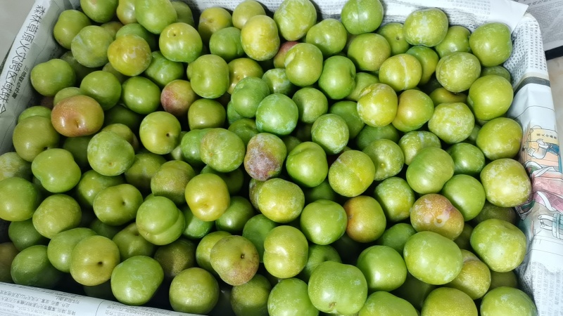 半边红李子！青红脆李！！茵红李