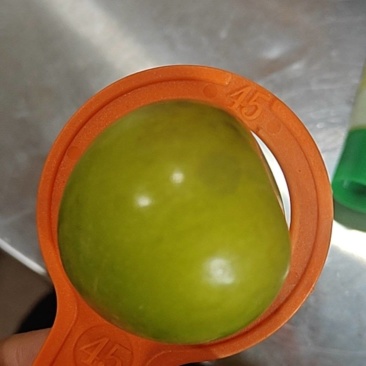45～50精品大果蜂糖李