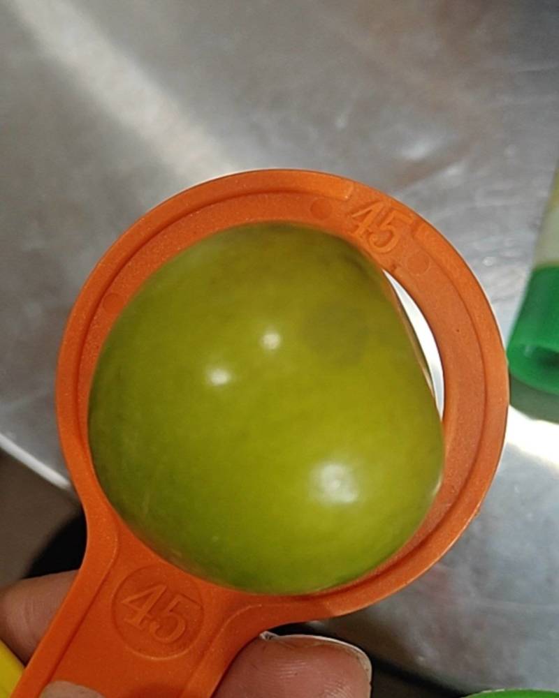 45～50精品大果蜂糖李