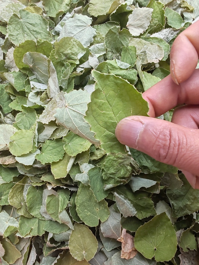 淫羊藿甘肃产地直销，自收自晒，质量保证，一手货源品质优