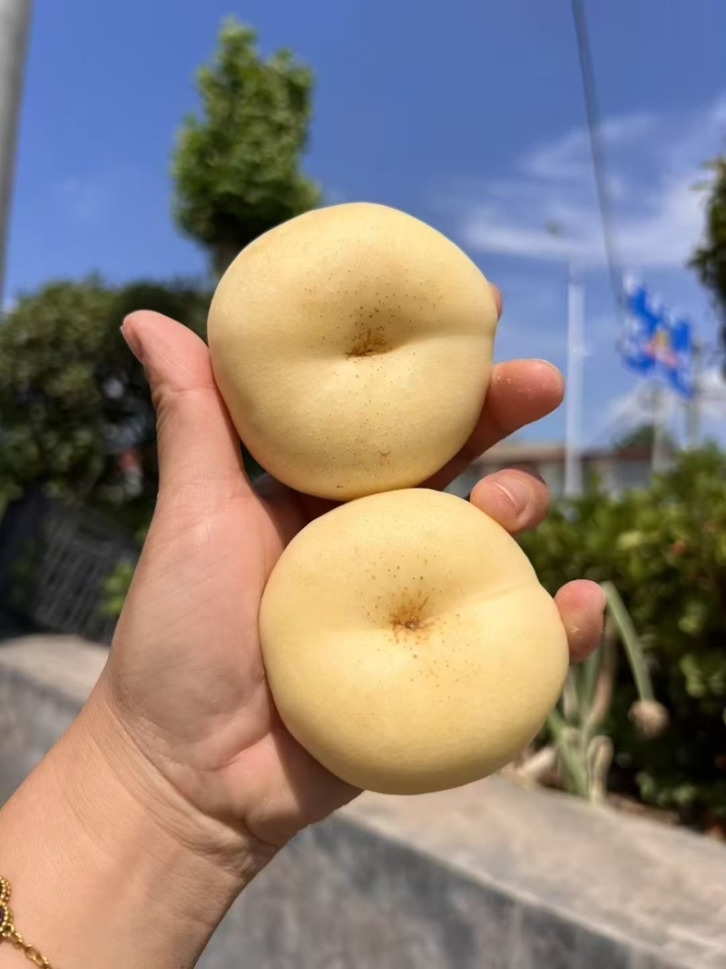 奶油白桃对接市场电商大量有货口感好欢迎私聊好货产地直发