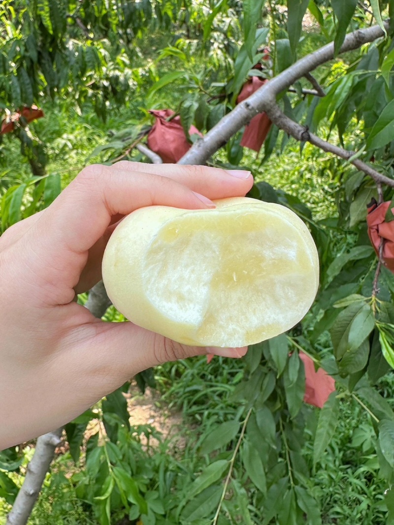 奶油白桃对接市场电商大量有货口感好欢迎私聊好货产地直发