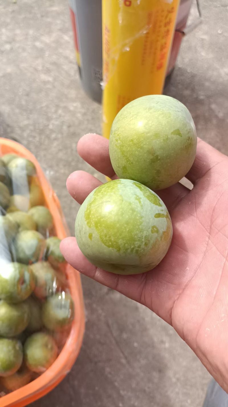蜂塘李