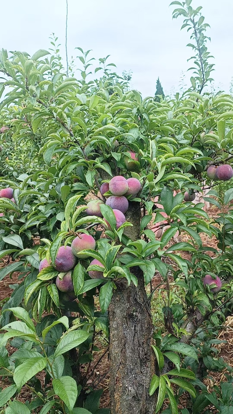 李子/六月红李，六月紫/澳洲红李子河南大量上中市产地直发