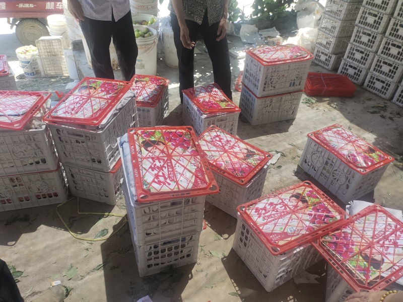 李子/六月红李，六月紫/澳洲红李子河南大量上中市产地直发