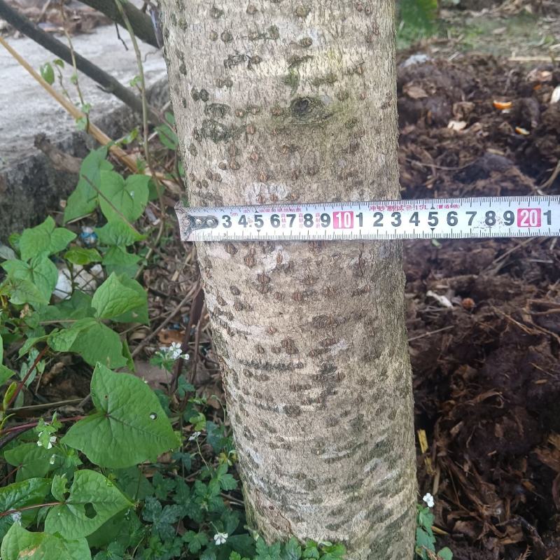 8公分以上的桂花树