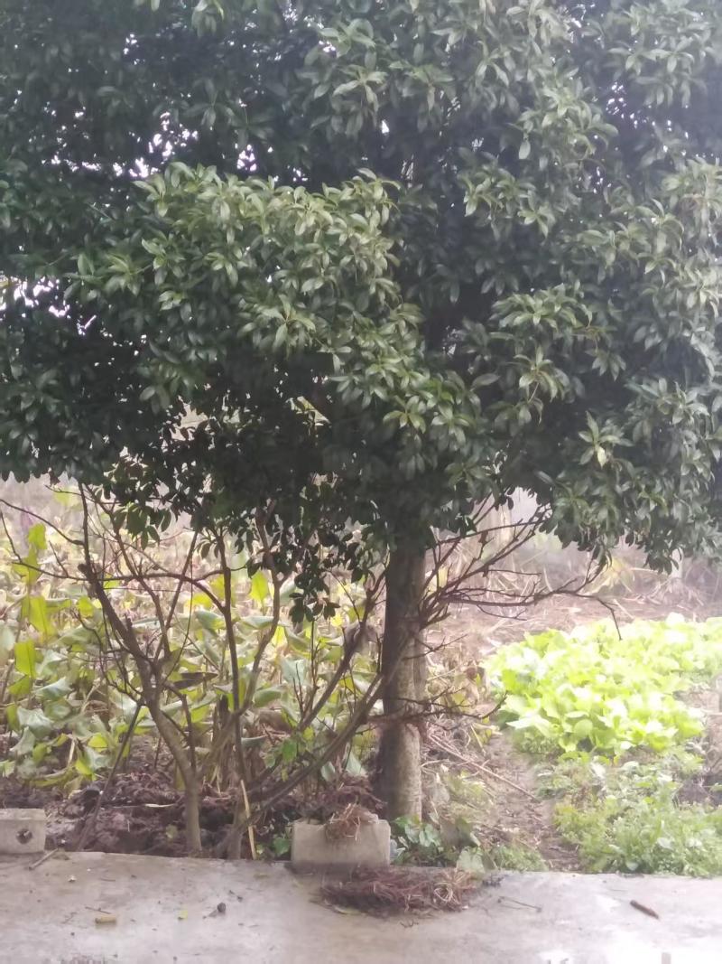8公分以上的桂花树