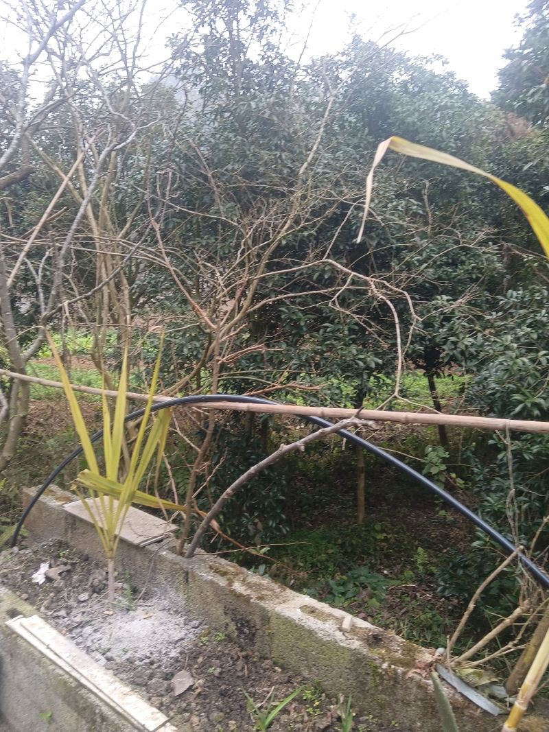 8公分以上的桂花树