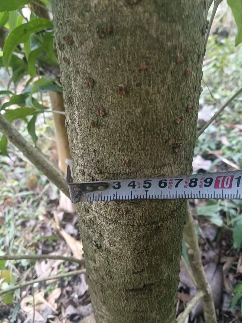 8公分以上的桂花树