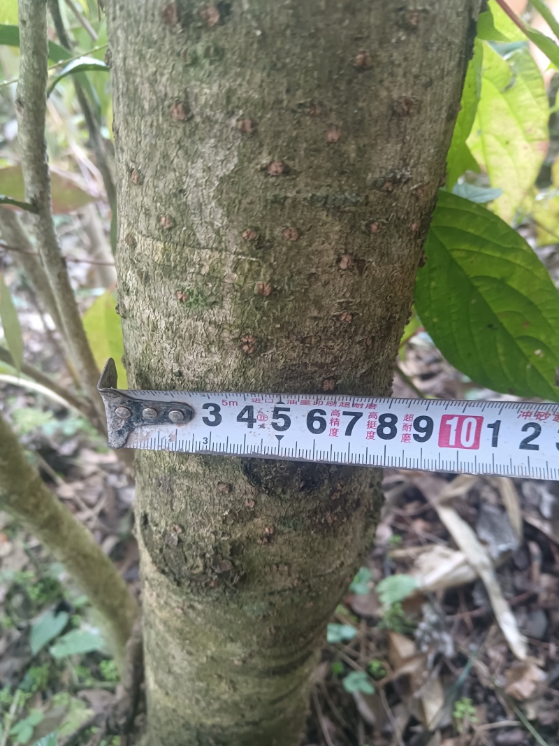 8公分以上的桂花树