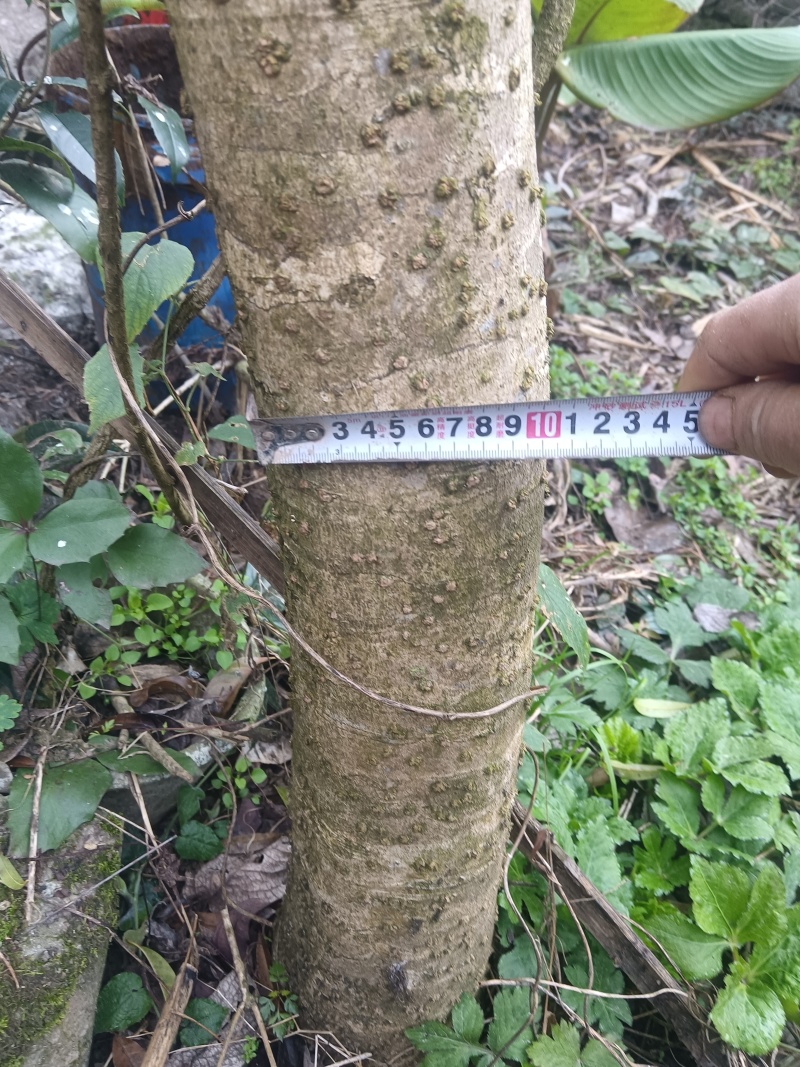 8公分以上的桂花树