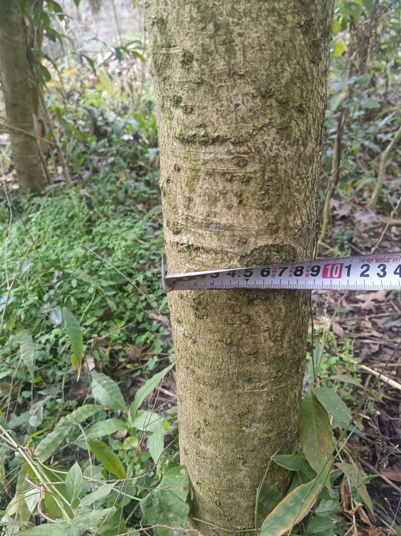 8公分以上的桂花树