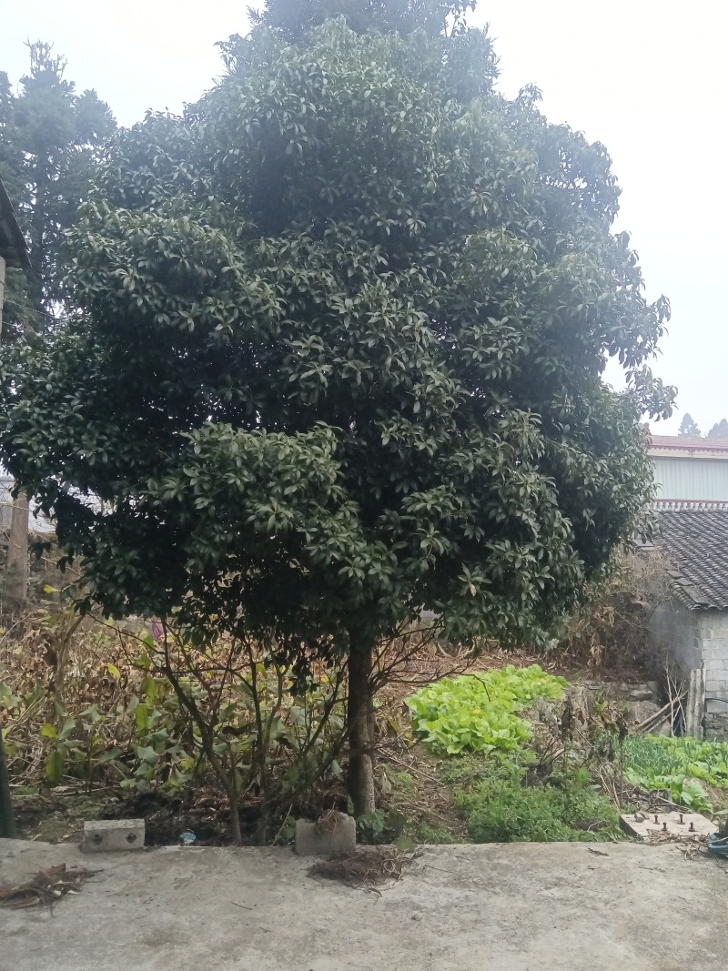8公分以上的桂花树