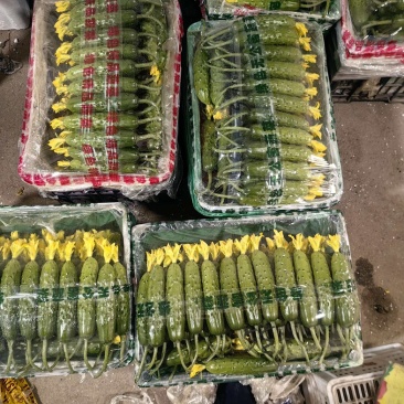 精品中的精品，开春便宜量大，带你拉黄瓜挣钱