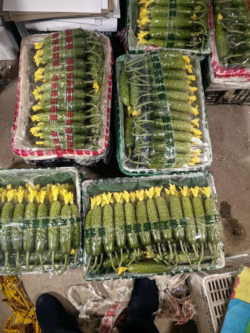 精品中的精品，开春便宜量大，带你拉黄瓜挣钱