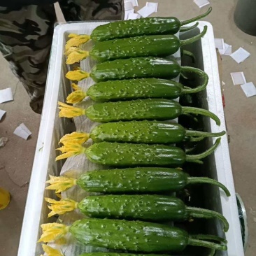 精品旱黄瓜大量上市中便宜了，耐运输，口感好，代收团队按需