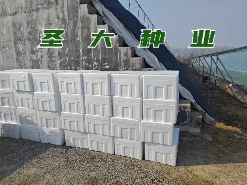 越夏秋延粉果西红柿苗荷兰引进大果型抗线虫抗病毒抗灰叶斑