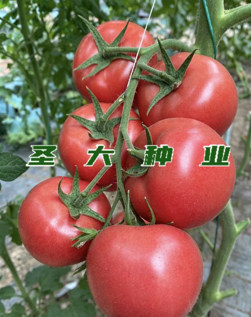 越夏秋延粉果西红柿苗荷兰引进大果型抗线虫抗病毒抗灰叶斑
