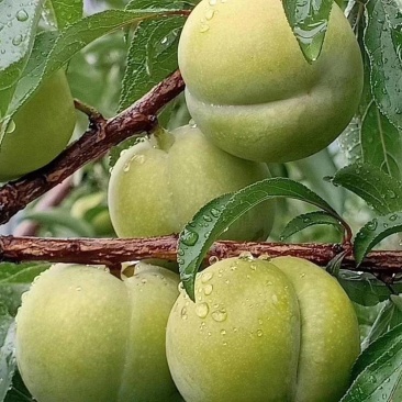 六马蜂糖李。农户自产鲜果，当天采摘发货，原汁原味，新鲜直