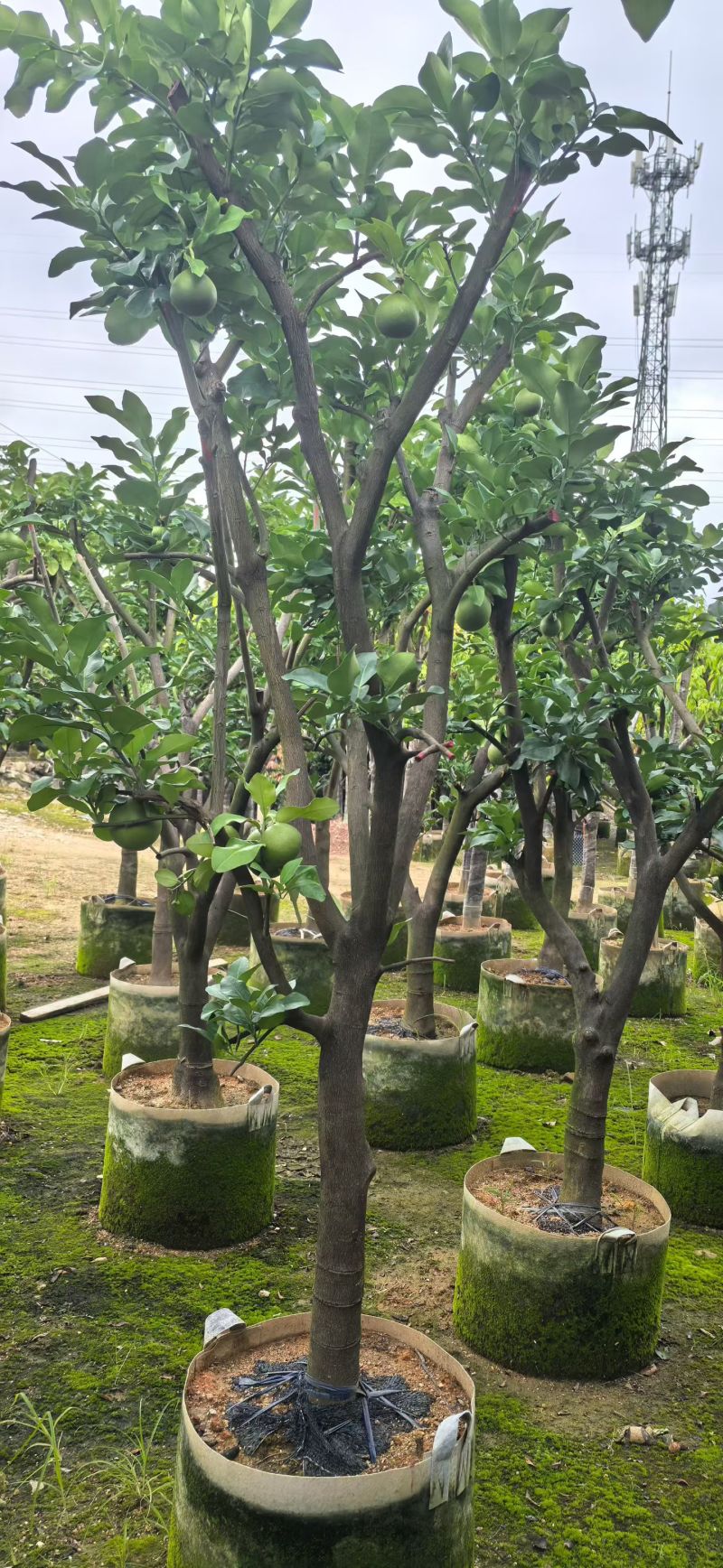 柚树8-15分