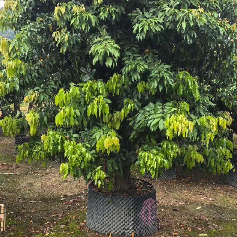 糯米糍荔枝10-15分