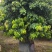 糯米糍荔枝10-15分