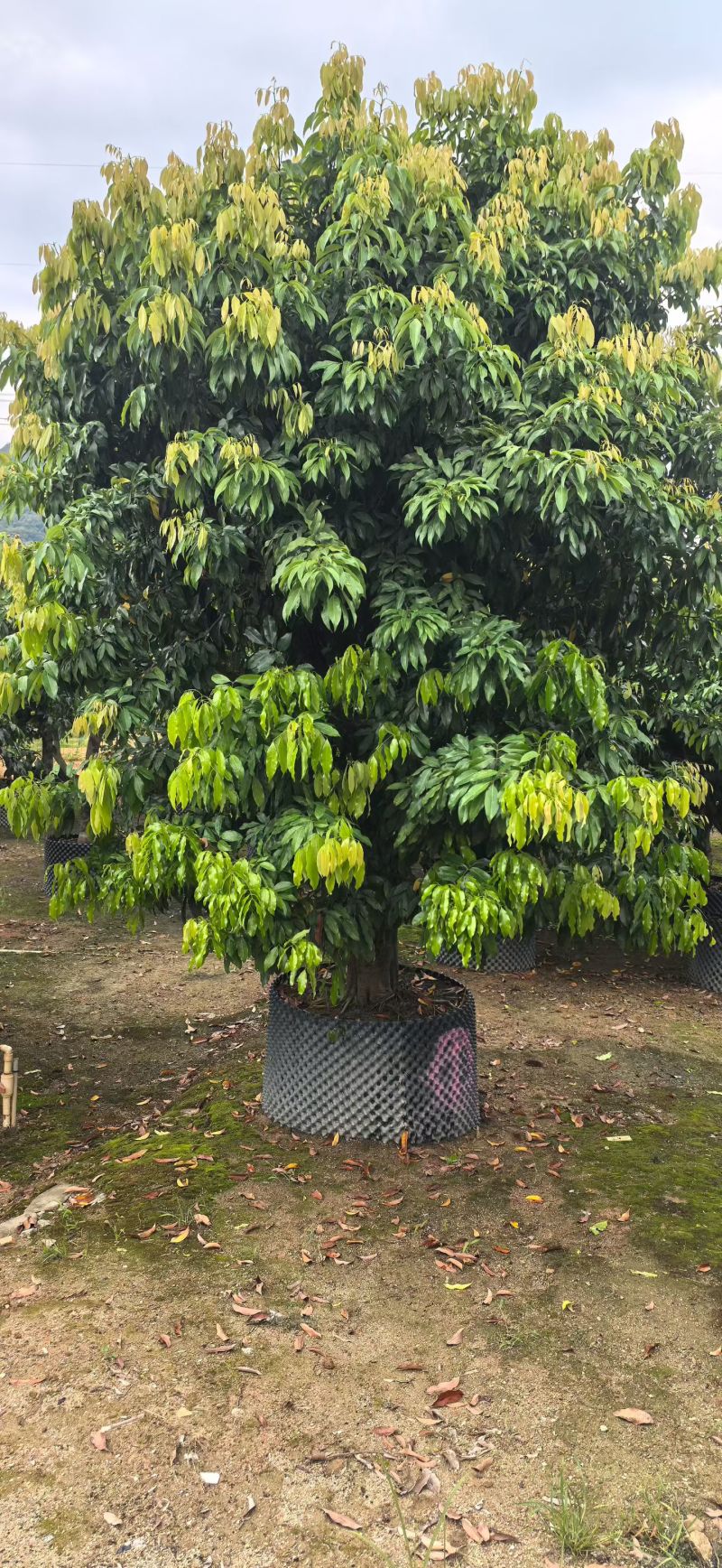糯米糍荔枝10-15分