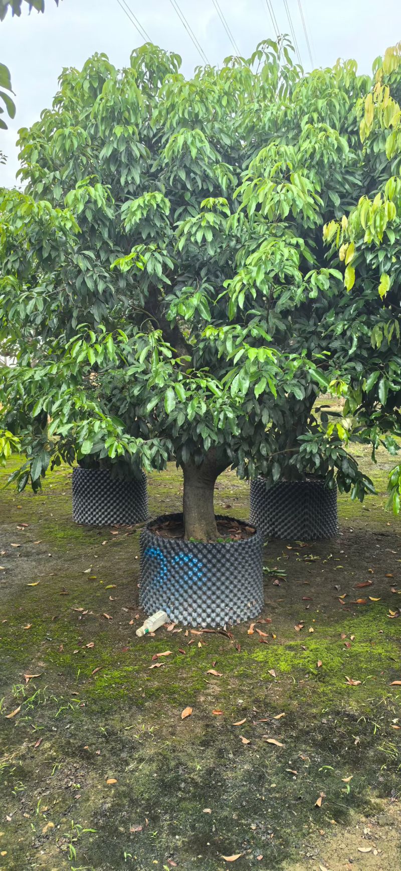 糯米糍荔枝10-15分