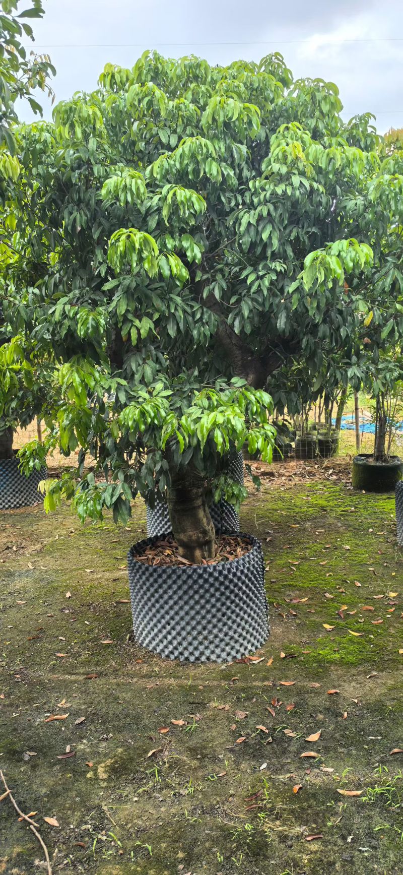 糯米糍荔枝10-15分